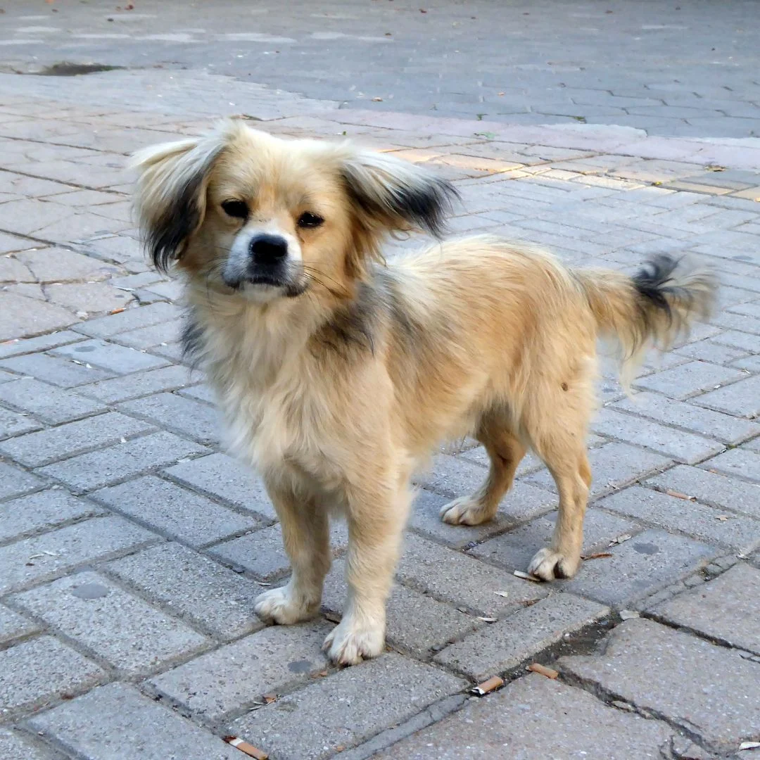 Lost pet dog illustrative image on SAw NGO website