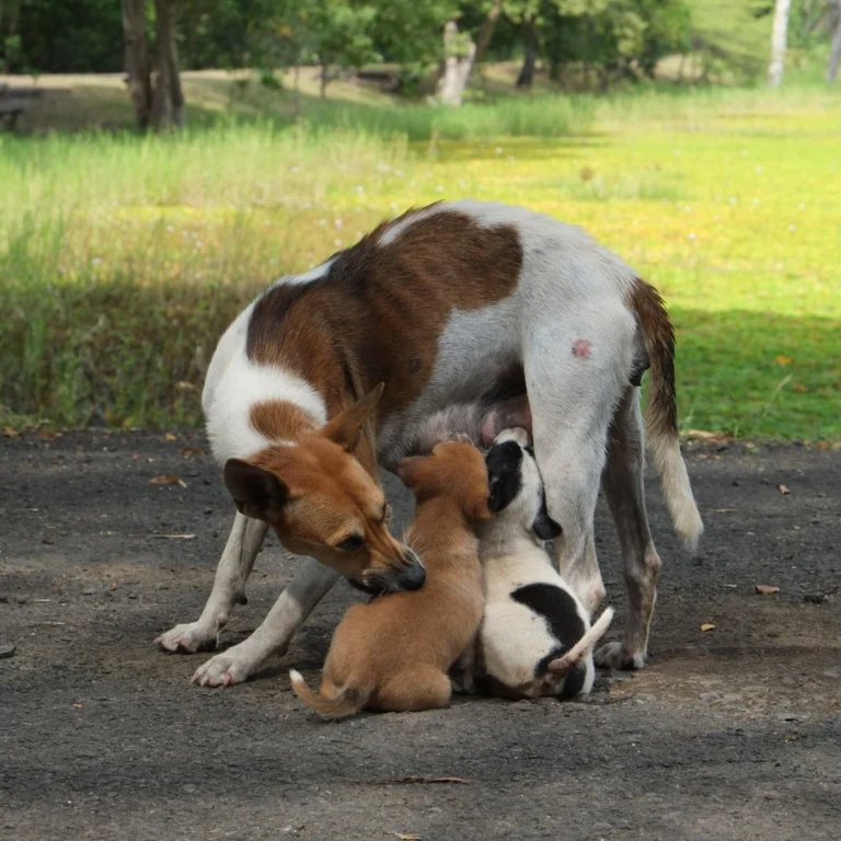 Stray Dogs with pups on SAW NGO website