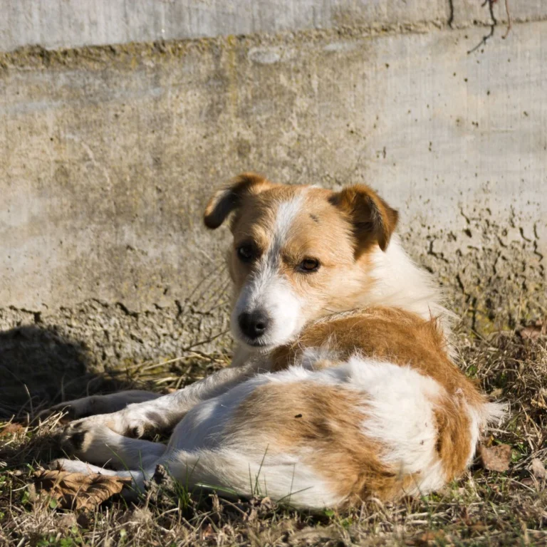 TVT Cancer in Stray Dogs
