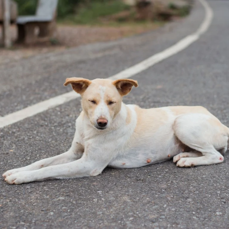 Stray Dog on SAW NGO Website Pune