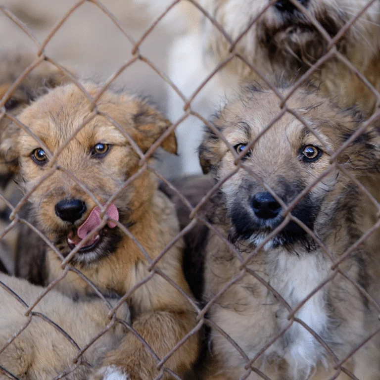 Illegal breeding of dogs