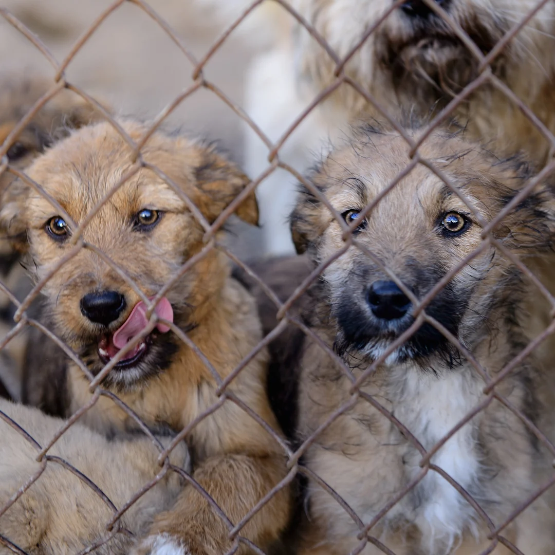 Illegal breeding of dogs